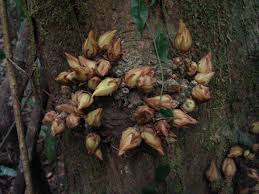 Image result for Trichoscypha lucens