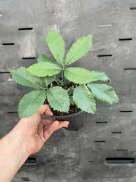 Image result for Stangeria eriopus