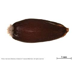 Image result for Pentameris