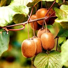Image result for Actinidia