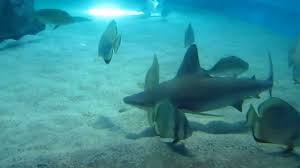 البحر الأحمر مرجان وأسماك في العقبة وإيلات coral and fish in the red sea aqaba and eilat youtube