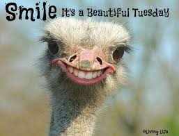 Maybe you would like to learn more about one of these? 38 Tuesday Ideas Tuesday Quotes Tuesday Tuesday Humor