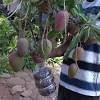 Jenis daun halus, difahamkan sedap untuk ulam. 1