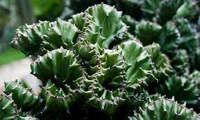 I've been playing on a survival server and using a cactus farm to make money. Coral Cactus Growing The Frankenstein Of The Succulent World Epic Gardening
