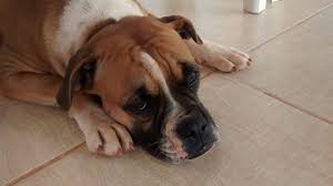 Also to know, how long can a dog live with a spindle cell tumor? Bone Cancer Osteosarcoma In Dogs Canna Pet