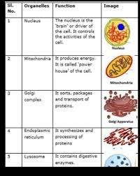 Read this tutorial to become familiar with the different cell structures and their functions. Read The Chapter Carefully Collect The Information About The Functions Of Different Cell Organelles Brainly In