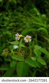 Image result for Oxalis barrelieri