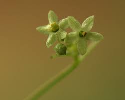 Image result for Ctenolepis cerasiformis