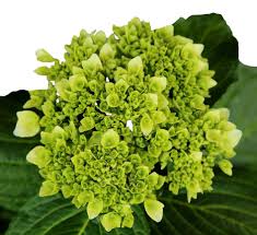 The top countries of supplier is china. Dark Mini Green Hydrangea Ecuamia Flowers