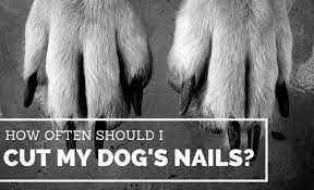 I am often asked how to clip dog nails, and i wanted to share this information to help pet owners understand that it isn't as difficult as they may think. How Often Should I Cut My Dog S Nails