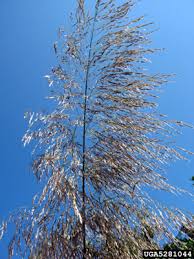 Image result for Nesaea rautanenii