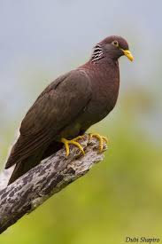Comoro Olive Pigeon Photo Bird Resting In A Tree The Internet Bird Collection Pigeon Beautiful Birds Pet Birds