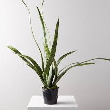 This video is my attempt to cover all bases of snake plant (sansevieria) houseplant care, from how to water to humidity requirements to propagating methods. Faux Potted Snake Plant