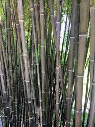 To do this, dig a trench at least 18 inches deep between the bamboo you wish to keep and the bamboo you want rid of. Bamboo King Biz New Orleans