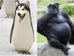 If You Are Not Following Animal Edits On Twitter You Are Seriously Missing Out Animals Funny Animals Animal Cartoon Video