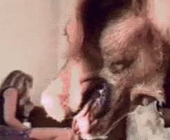 Irti Funny Gif 5369 Tags Dog Sitting Cat Face Head Adorable kid with dog and cat sitting on yellow sofa at home. dog sitting cat face head