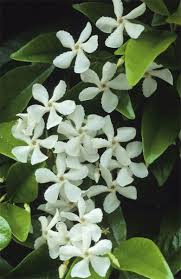 Tuscan Jasmine Trachelospermum Jasminoides Fragrant Flowers Jasmine Flower Beautiful Flowers
