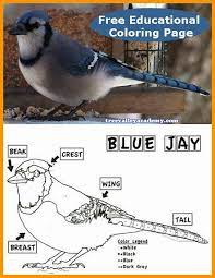 Coloring page ~ free coloring awesome blue jay page pages and. Blue Jay Coloring Sheet Tree Valley Academy