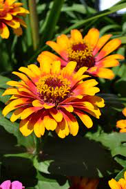 Pin On Edible Flowers