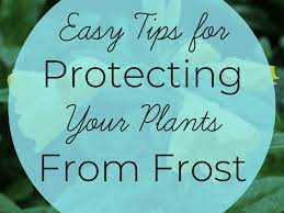 However, they're often part of. 10 Easy Ways To Protect Plants From Frost Dengarden