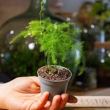 Image result for Asparagus pendulus