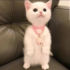 annemi evde kedi beslemek icin nasil ikna edebilirim kizlarsoruyor