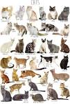 All Cat Breeds - Sorted by Popularity (NEW)