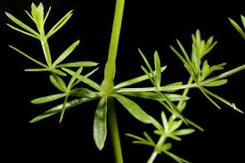 Image result for Galium scioanum