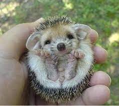 Newborn Hedgehog Top 10 Cutest Animals Cute Animals Cute Little Animals