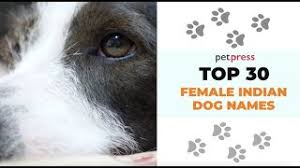 The name bibha means radiance in the hindi language. 34 Female Indian Dog Names Best Female Dog Names In India With Meanings Youtube