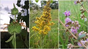 Image result for Vernonia nepetifolia