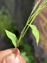 Image result for Arthraxon lancifolius