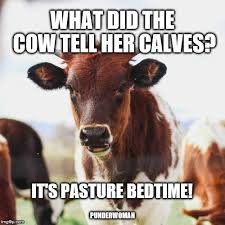 Cow Mama Pun Cows Funny Cow Quotes Cow Puns