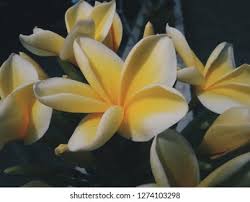 Mungkin ada di antara kalian yang mendengar nama ini akan mengingat nama sebuah negara. Bunga Kamboja Kuning Stock Photo Edit Now 1274103298