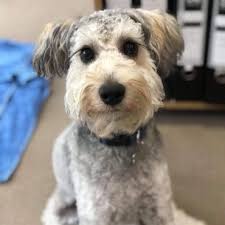Check spelling or type a new query. Schnoodle What To Know And What S Good About Them K9 Web