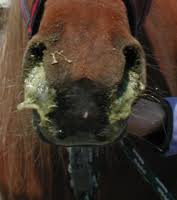 Wir erklären dir, wie du die richtigen ergebnisse erhältst. Druse Wellenartige Verbreitung Pferdepraxis Zentralschweiz Pferdetierarzt Stephanie Weber Schon