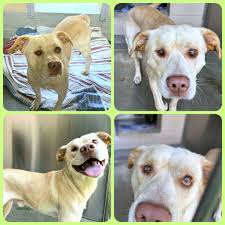 Kennel 28 male chihuahua available for adoption