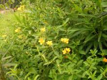 Image result for Burnatia enneandra