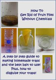 Add fresh vinegar and water as needed until the gnats are gone. How To Get Rid Of Fruit Flies Dengarden