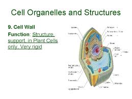 Plant cell structure and function. Cell Organelles And Structures Notes What Is A