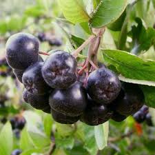 Schwarze Apfelbeere Aronia Beeren Aronia Melanocarpa