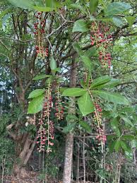 Image result for Barringtonia