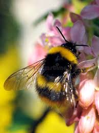 Image result for Bombus terrestris
