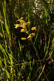 Image result for Orthochilus odontoglossus