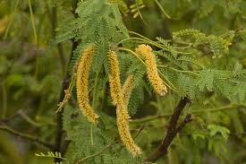 Image result for Prosopis juliflora