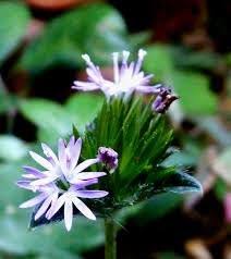 Image result for Elephantopus scaber