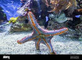 Image result for Gymnosporia tenuispina