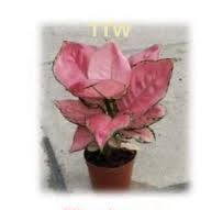 Best Indoor Plants- Aglaonema Hong Yan (P12cm 1pp) POTTED ...