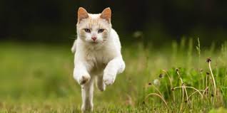 Some cat repellents are designed to cover small areas—a few feet, at most—while others can cover up to 5,000 square feet or more. How To Keep Cats From Pooping In My Yard Cat Checkup