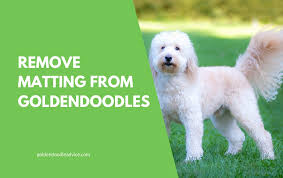 Zoey also gets a cute mohawk too. How To Prevent Goldendoodle Matting 3 Must Own Dog Brushes